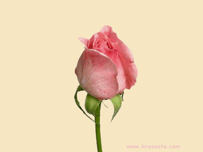 nyiló rózsa