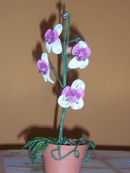 orchídea lilás