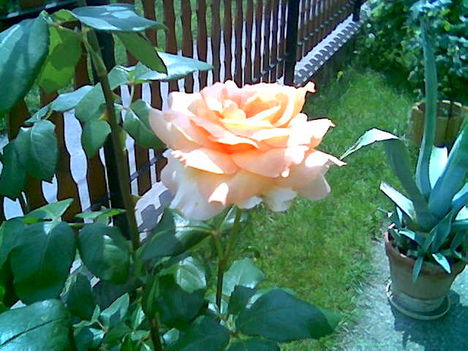 rózsa02
