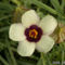 Varjúmák - Hibiscus trionum