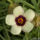 Varjúmák - Hibiscus trionum