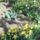 3087531923_fekete_tulipan_1441496_6364_t