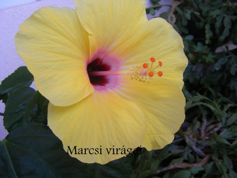 Hibiscus