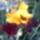 Irisz_38_1441301_8203_t