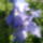 Irisz_39_1441302_6546_t