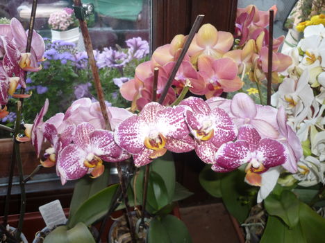 orchidea kicsit színesebb