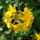 Rododendron_jeli_arboretum_20120506-001_1441724_4514_t