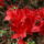 Rododendron_jeli_arboretum_20120506-002_1441723_2719_t