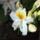 Rododendron_jeli_arboretum_20120506-003_1441722_4407_t
