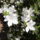Rododendron_jeli_arboretum_20120506-004_1441719_2582_t