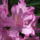 Rododendron_jeli_arboretum_20120506-005_1441718_1207_t
