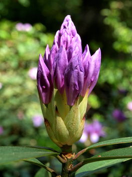Rododendron, Jeli Arborétum, 2012.05.06.