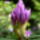 Rododendron_jeli_arboretum_20120506-006_1441717_1458_t