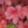 Rododendron_jeli_arboretum_20120506-007_1441716_3003_t