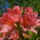 Rododendron_jeli_arboretum_20120506-008_1441715_8006_t