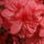 Rododendron_jeli_arboretum_20120506_1441725_2422_t