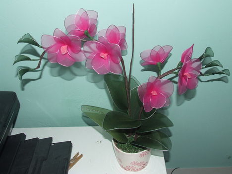 rózsaszín cserepes orchidea