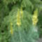 sárga virágoszlop