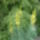 Sarga_viragoszlop_1441779_1422_t
