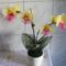 Sárga-rózsaszín orchideám :) 