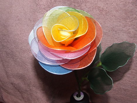szivárvány színű rózsa
