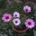 Virag-017_1441898_6045_t