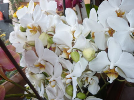 virágoznak az orchideák