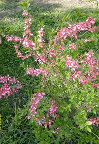 A törpe mandula is május elején virágzik