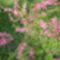 A törpe mandula is május elején virágzik