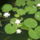 Az_elso_tavirozsak_1442091_4727_t
