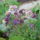 Haranglab_babitol_1442352_3565_t
