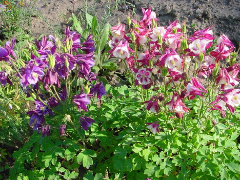 Haranglábak