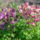 Haranglabak-001_1442350_3949_t