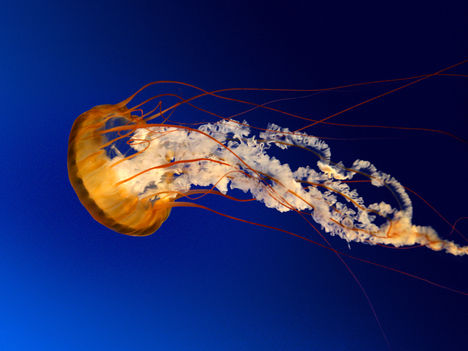 Jellyfish Medúzza
