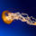 Jellyfish_meduzza_1442806_8776_t