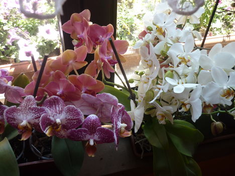 orchideák együtt