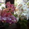 orchideák együtt