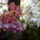 Orchideak_egyutt_1442084_4296_t