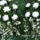 Sam_0511_1442817_2721_t