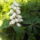 Tavaszi_sokoro_18_1442051_5274_t