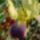 Az_en_iriszeim_2_1443539_6213_t