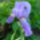 Az_en_iriszeim_3_1443540_1042_t