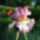 Az_en_iriszeim_4_1443541_8362_t