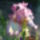 Az_en_iriszeim_5_1443542_6422_t