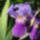 Az_en_iriszeim_6_1443543_6691_t
