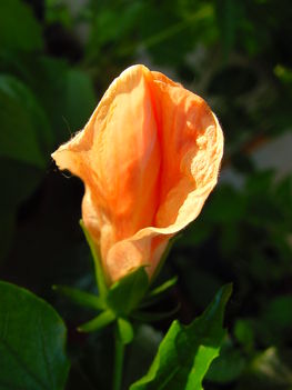 Hibiscus bimbó