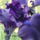Noszirom2_1443809_8314_t