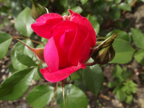 Rózsika