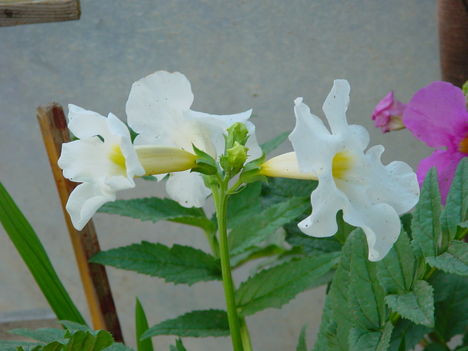 Szabadföldi gloxinia