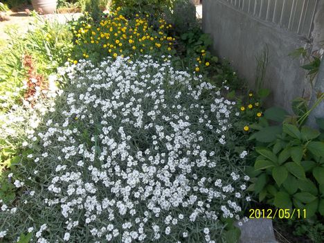 Cerastium tomentosum - Molyhos madárhúr virágszőnyeg